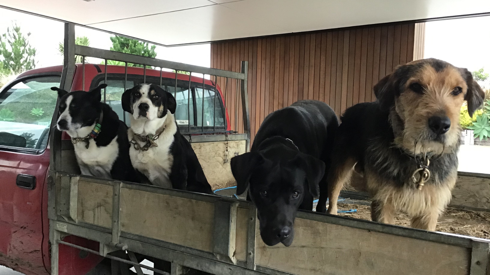 Dogs on hand - asset or livestock?